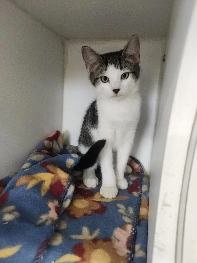 A baby small-sized male Domestic Short Hair cat named Taffy for adoption in Sapulpa, OK