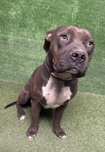 A young medium-sized male Pit Bull Terrier dog named Jamie for adoption in Lancaster, CA