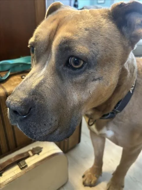 An adult large-sized male Mastiff dog named Simbalucci for adoption in Derwood, MD
