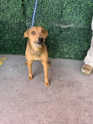 An adult medium-sized female Brown / Chocolate German Shepherd Dog dog named 60797654 for adoption in El Paso, TX