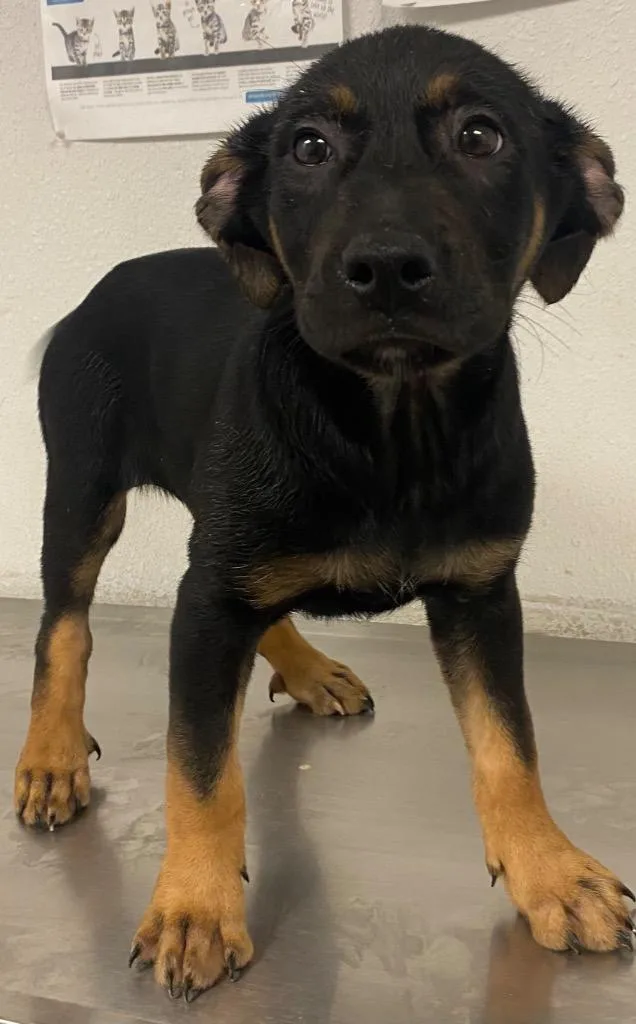 A baby large-sized male Shepherd dog named Cirrus for adoption in Lockhart, TX