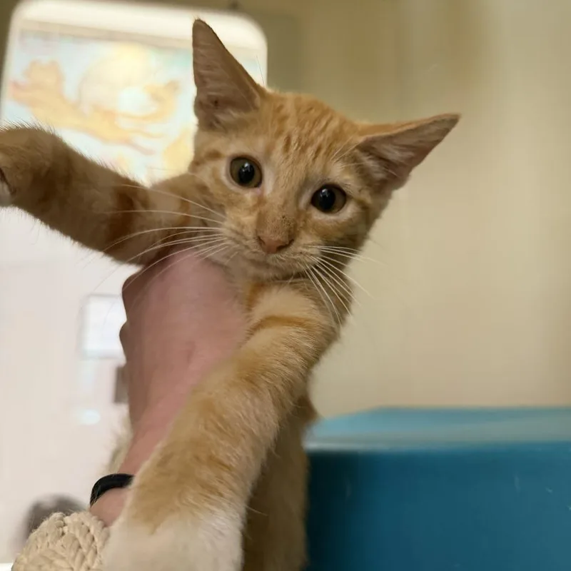 A baby small-sized male Orange / Red Domestic Short Hair cat named Ricky for adoption in Hattiesburg, MS