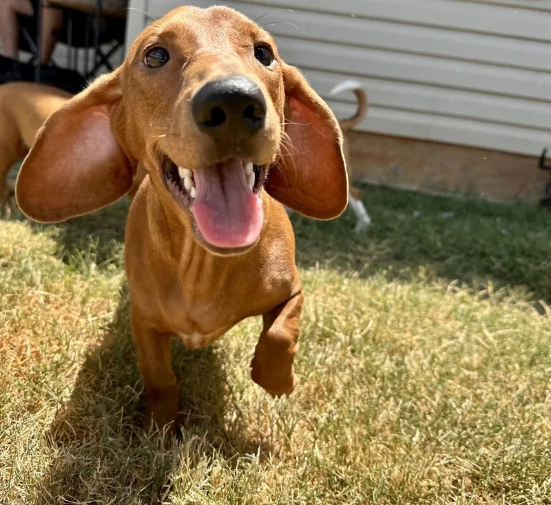 A baby small-sized female Red / Chestnut / Orange Dachshund dog named Margo for adoption in Shawnee, OK