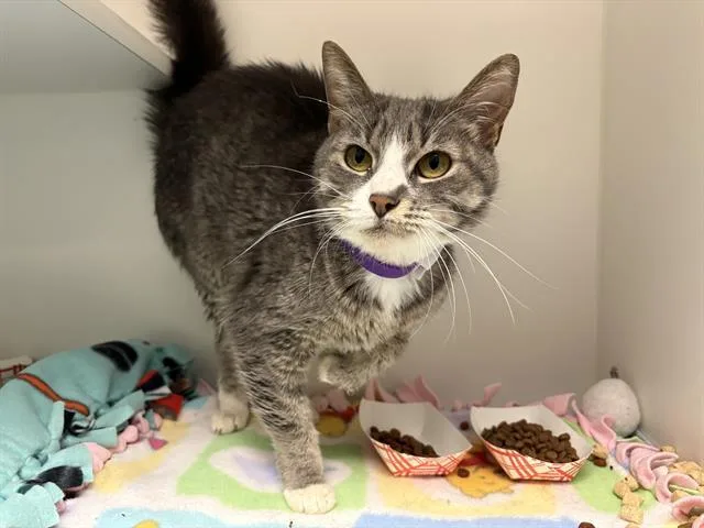 An adult medium-sized female Domestic Short Hair cat named Toadstool for adoption in Kent, WA