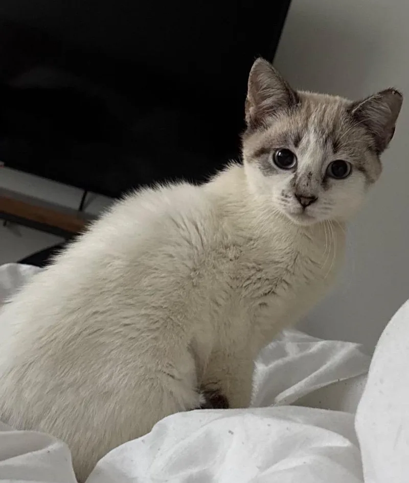 Soy Milk thumbnail 3