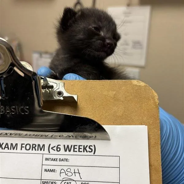 A baby small-sized male Black Domestic Short Hair cat named Ash for adoption in Tempe, AZ