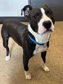 A young medium-sized male Black Pit Bull Terrier dog named Griffy for adoption in Cleveland, OH