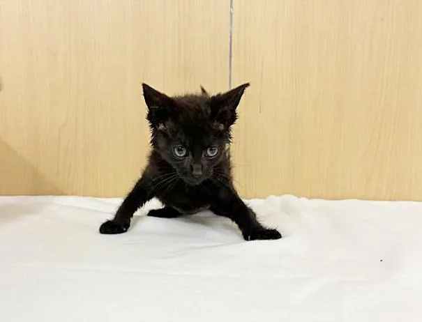 A baby small-sized female Domestic Short Hair cat named Brioche for adoption in Saint Louis, MO