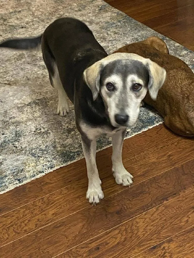 A young medium-sized female Shepherd dog named Jessie 💜🤍 for adoption in Silsbee, TX