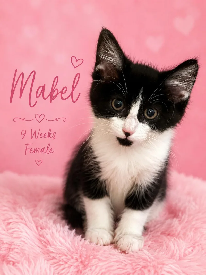 A young medium-sized female Black & White / Tuxedo Tuxedo cat named Mabel for adoption in Reno, NV