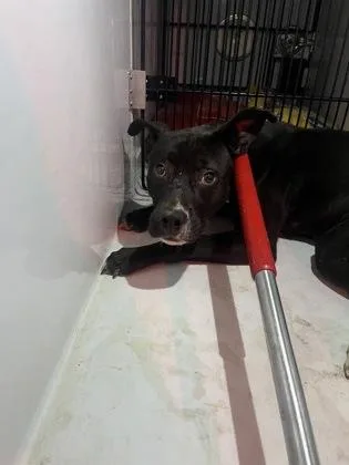 An adult large-sized male Mixed Breed dog named Snail for adoption in Gastonia, NC