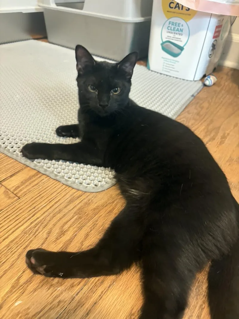 A baby small-sized female Black American Shorthair cat named Mini litter for adoption in Highland Park, NJ