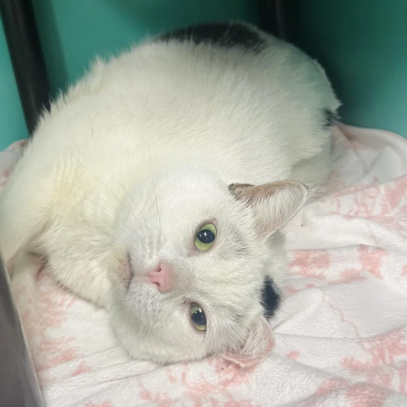 An adult extra large-sized male White Domestic Short Hair cat named Popcorn for adoption in Owosso, MI