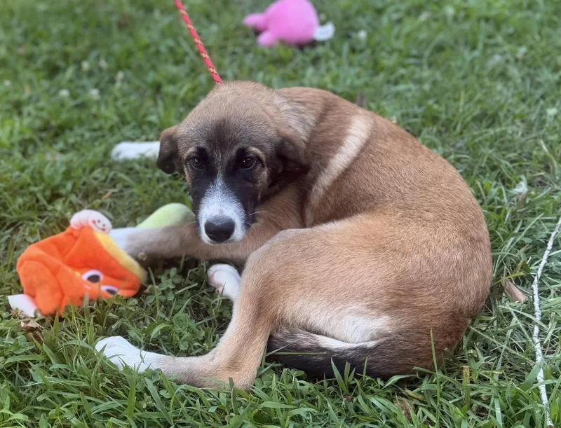 A baby large-sized female Shepherd dog named Bubbles for adoption in Locust Fork, AL