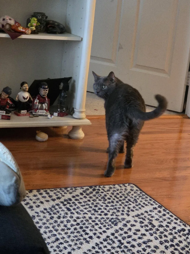A senior medium-sized female Gray / Blue / Silver Domestic Medium Hair cat named Cleo & Otis  for adoption in Herndon, VA