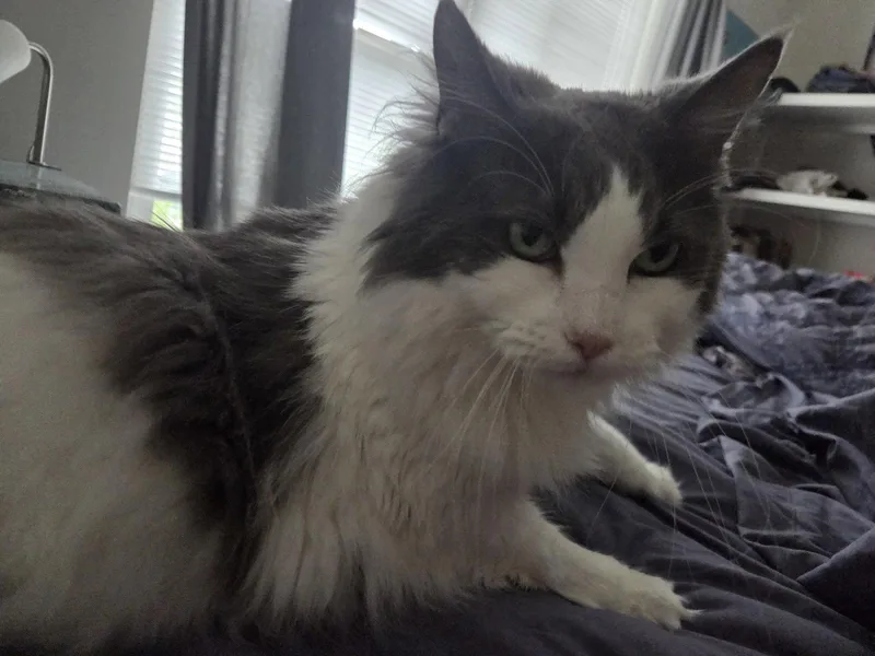 Cleo & Otis  thumbnail 2