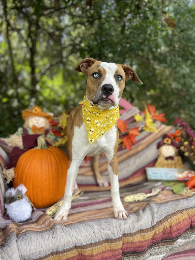 A baby medium-sized female Catahoula Leopard Dog dog named Indra for adoption in Sebring, FL