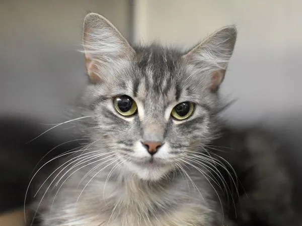 An adult small-sized female Domestic Medium Hair cat named Melody for adoption in Portland, OR
