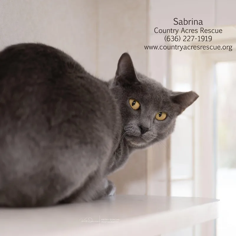 A young large-sized female Gray / Blue / Silver Domestic Short Hair cat named Sabrina for adoption in Manchester, MO