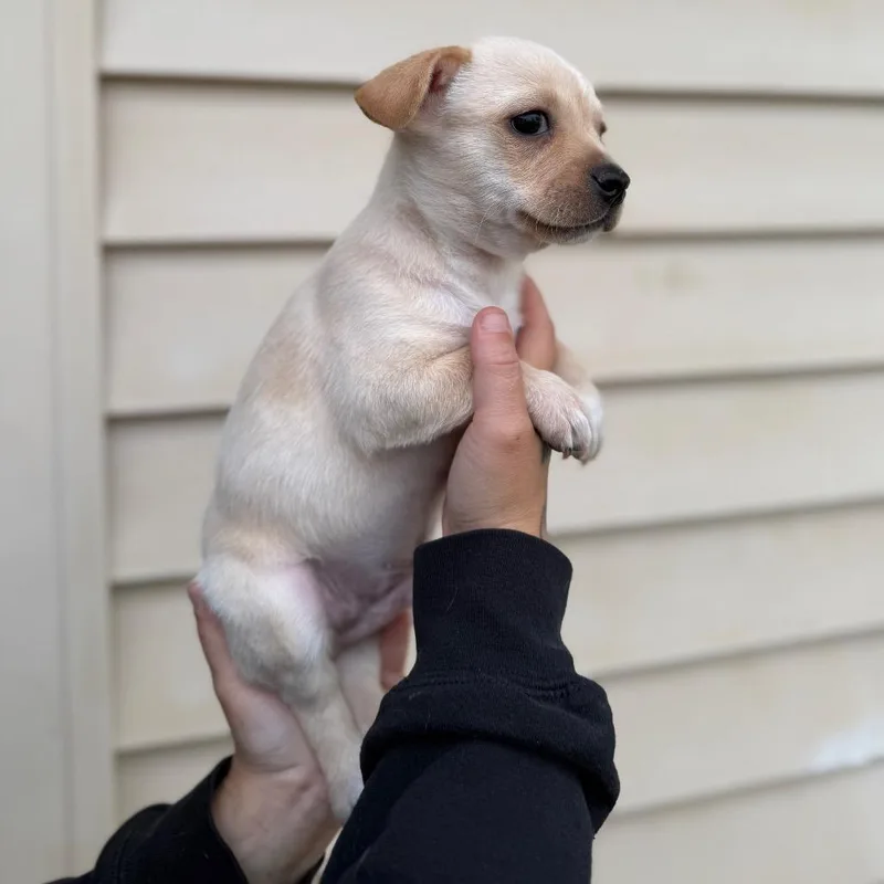 A baby small-sized male Yellow / Tan / Blond / Fawn Chihuahua dog named Dumbo for adoption in Newberg, OR