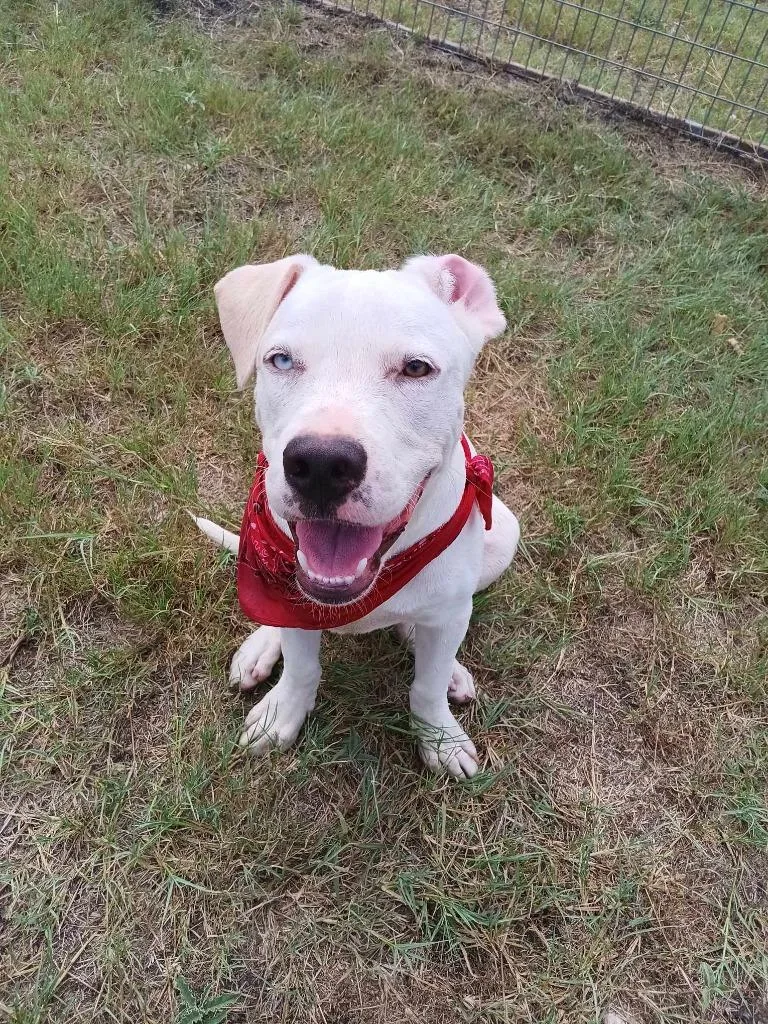An adult medium-sized male Pit Bull Terrier dog named Elmer for adoption in New Braunfels, TX