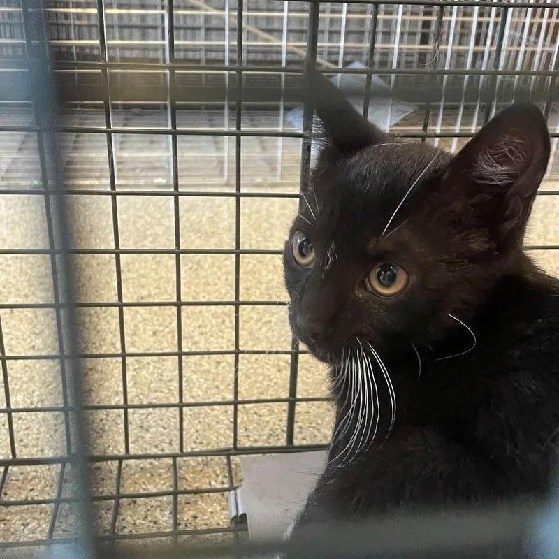 A baby small-sized female Black Domestic Short Hair cat named Pompompurin for adoption in Gloucester, VA