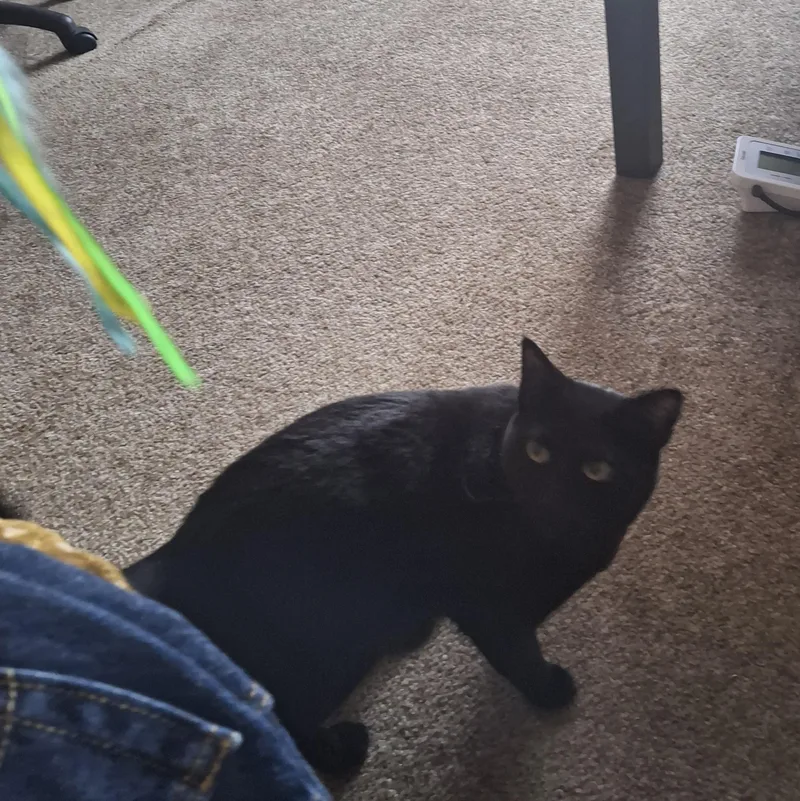 A young medium-sized male Black Domestic Short Hair cat named Courtesy Listing Little Guy for adoption in Moscow, ID