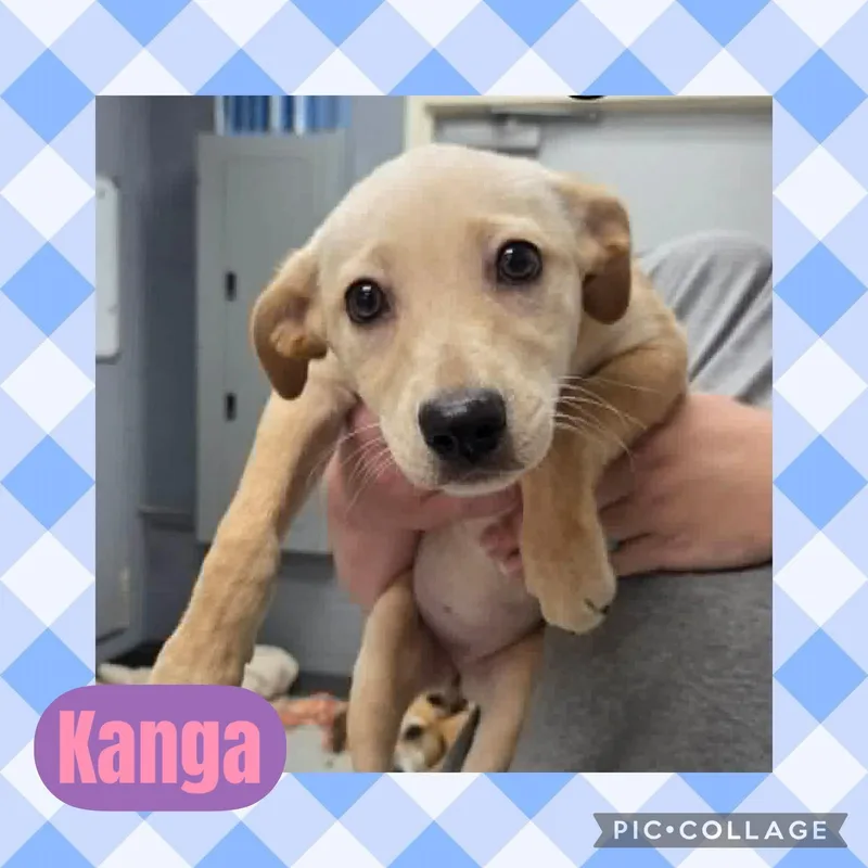 Kanga