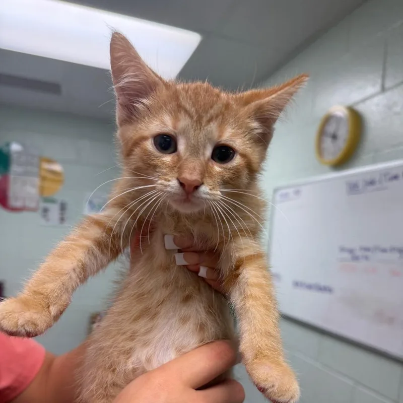 A baby small-sized male Orange / Red Domestic Short Hair cat named Max for adoption in Waukesha, WI