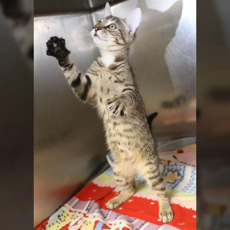 A baby small-sized female Tabby (Brown / Chocolate) Domestic Short Hair cat named Jasmine for adoption in Lambertville, NJ