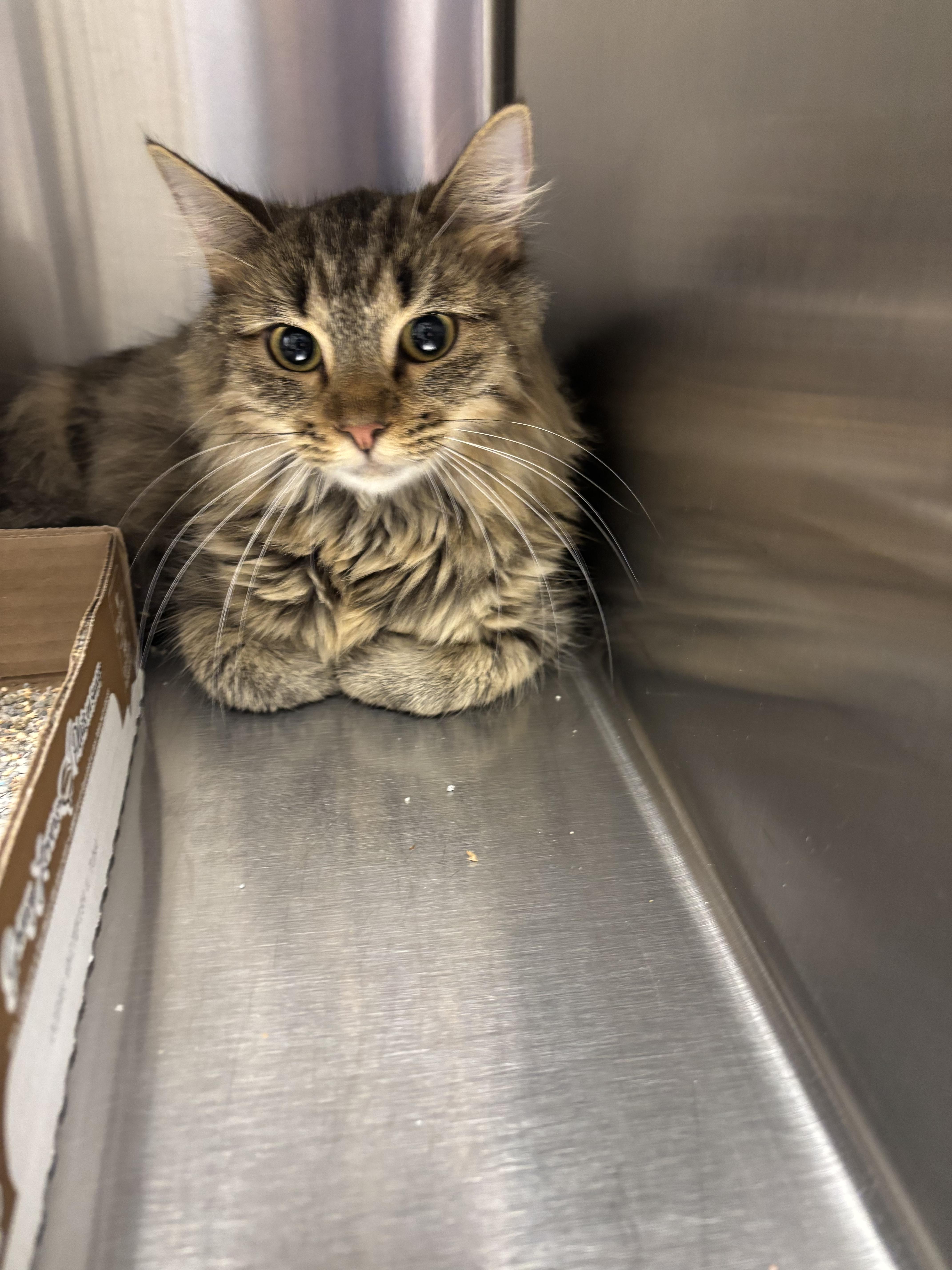 A baby medium-sized female Tabby (Brown / Chocolate) Domestic Long Hair cat named Aurora for adoption in Liberty, MO