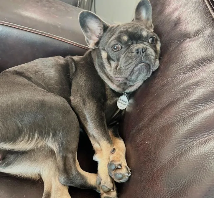 An adult small-sized female French Bulldog dog named Duchess for adoption in Los Angeles, CA