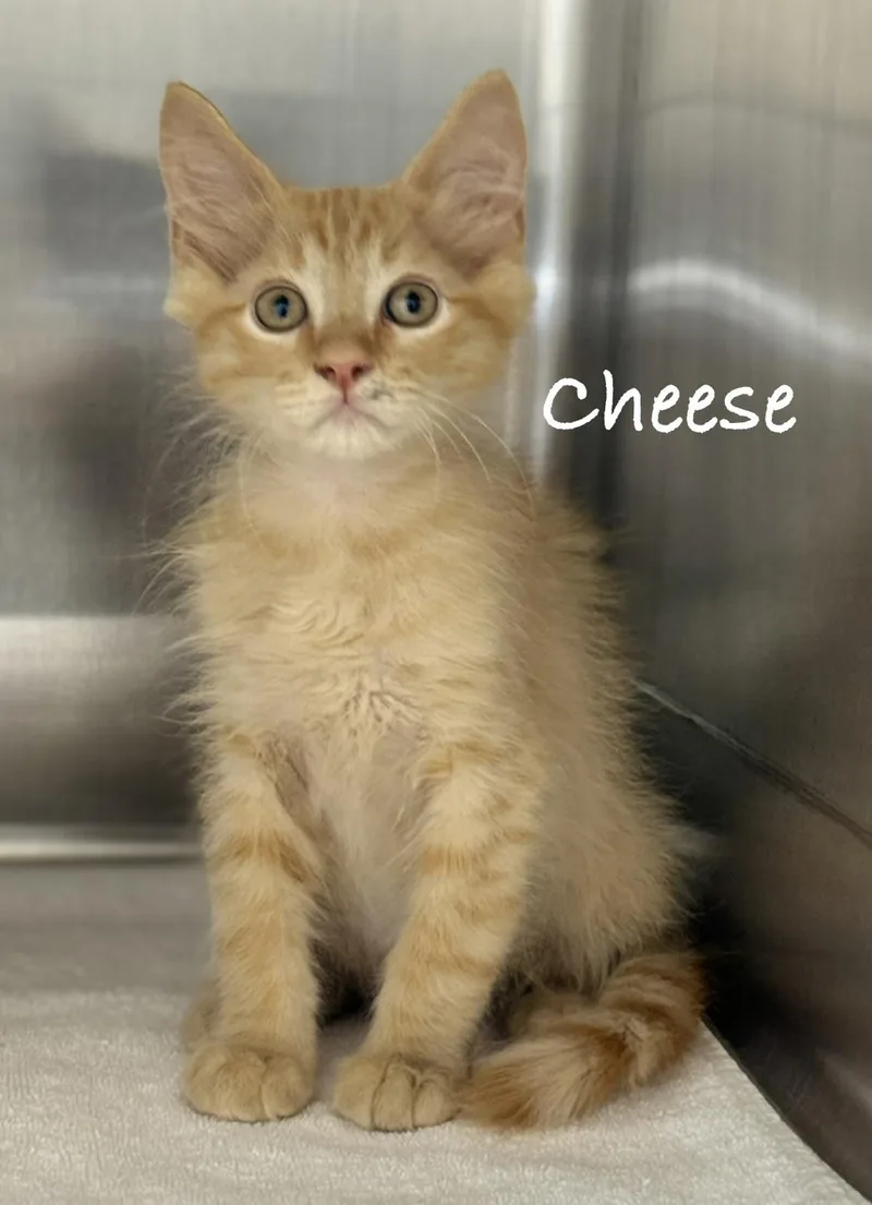 A baby medium-sized male Orange / Red Domestic Medium Hair cat named Cheese for adoption in Pawleys Island, SC
