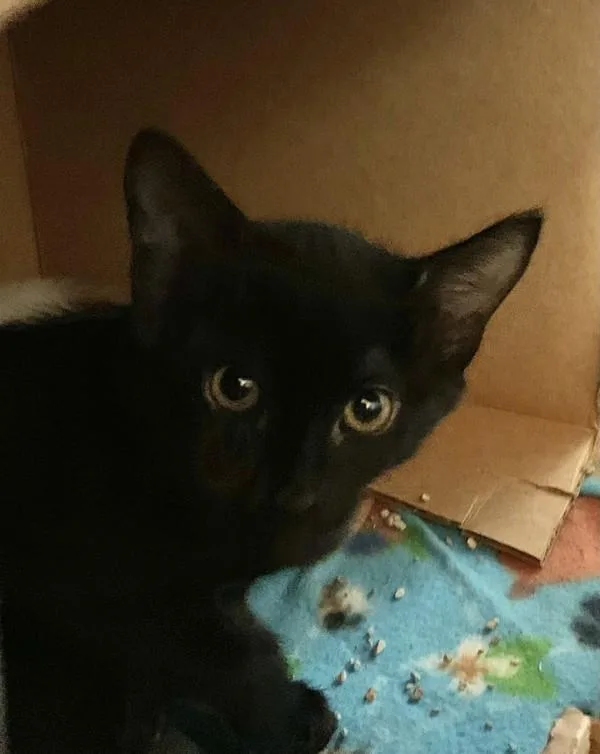 A baby small-sized female Domestic Short Hair cat named Chromatica for adoption in Santa Rosa, CA
