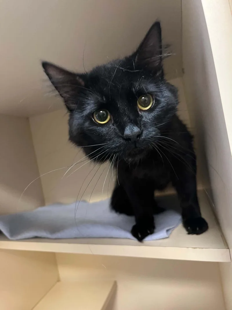 A young medium-sized male Black Domestic Short Hair cat named Donkey for adoption in Elyria, OH