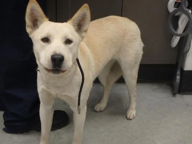 An adult medium-sized female Mixed Breed dog named Maggie for adoption in Chatsworth, CA