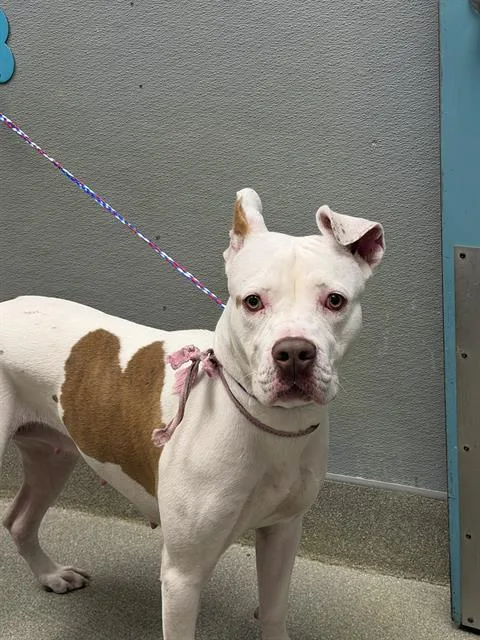 A young large-sized female Pit Bull Terrier dog named Cookie for adoption in Las Vegas, NV