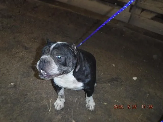 An adult large-sized female American Bulldog dog named Pudding for adoption in Miami, FL