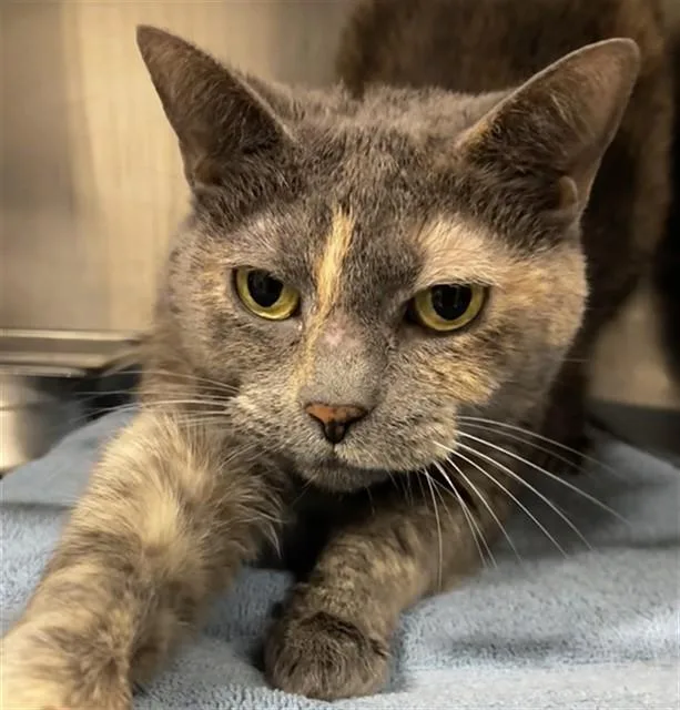 An adult small-sized female Domestic Short Hair cat named Storm for adoption in Upper Marlboro, MD