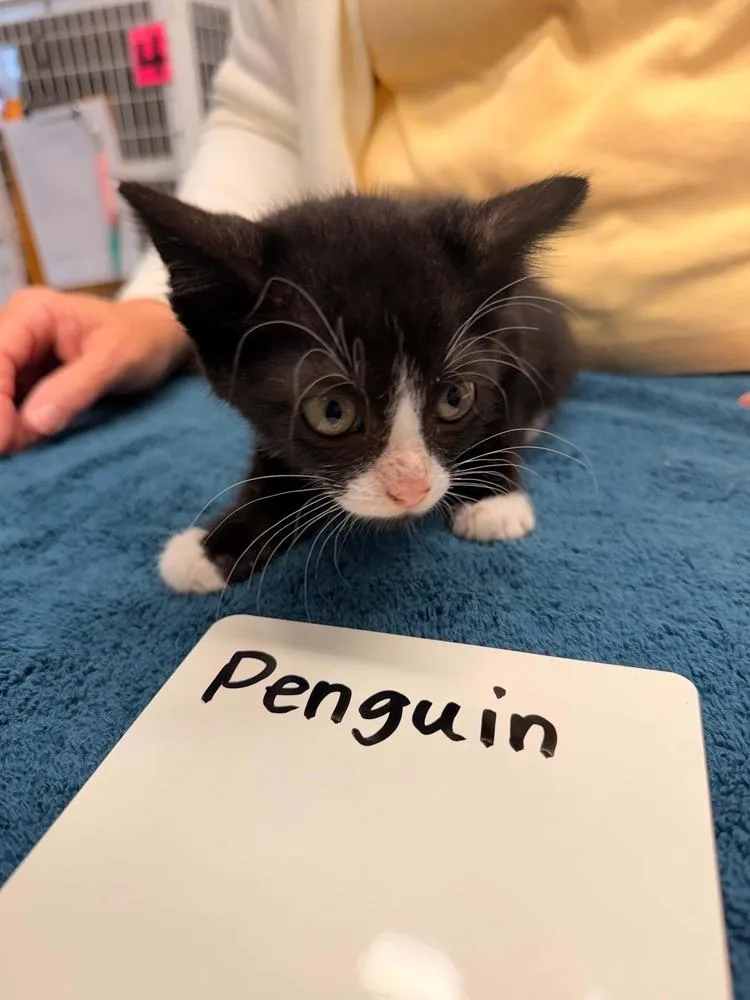 A baby small-sized male Black & White / Tuxedo Domestic Short Hair cat named Penguin for adoption in Vancouver, WA