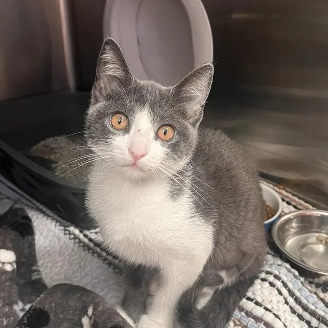 A baby small-sized female Domestic Short Hair cat named Tobago for adoption in Los Angeles, CA