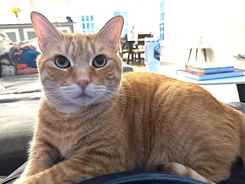 An adult large-sized male Orange / Red Domestic Short Hair cat named Louie for adoption in Albemarle, NC