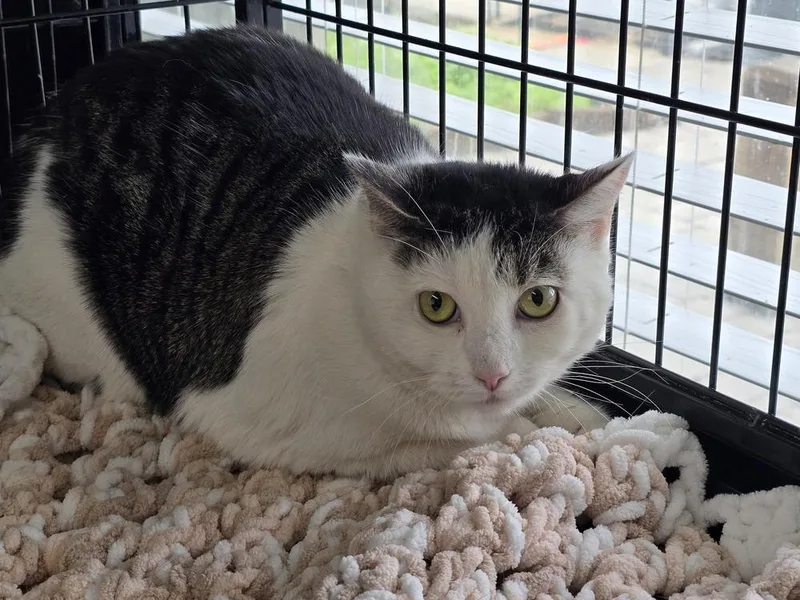 An adult medium-sized female Black & White / Tuxedo Domestic Short Hair cat named Tiny for adoption in Southbury, CT