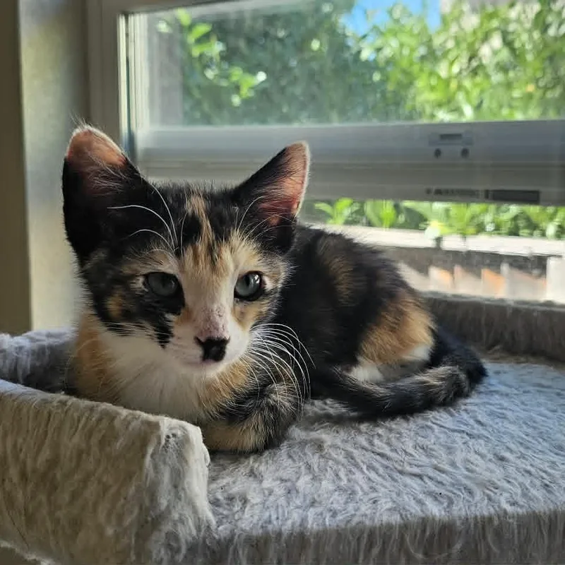 A baby small-sized female Calico cat named Marcel for adoption in Antioch, CA