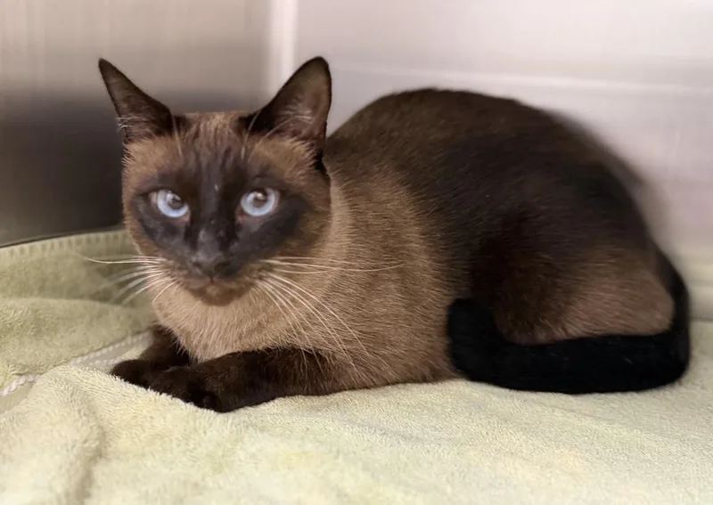 An adult medium-sized female Siamese cat named Tina for adoption in Pawleys Island, SC
