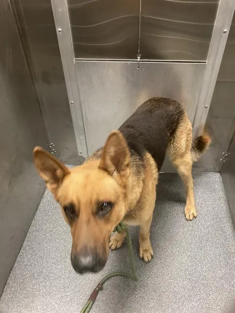 An adult large-sized male Mixed Breed dog named Orville for adoption in Dallas, TX
