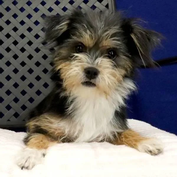 A young small-sized female Terrier dog named Babydoll for adoption in Fort Davis, TX