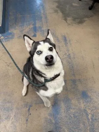 An adult large-sized female Gray / Blue / Silver Siberian Husky dog named Luna for adoption in Inverness, FL