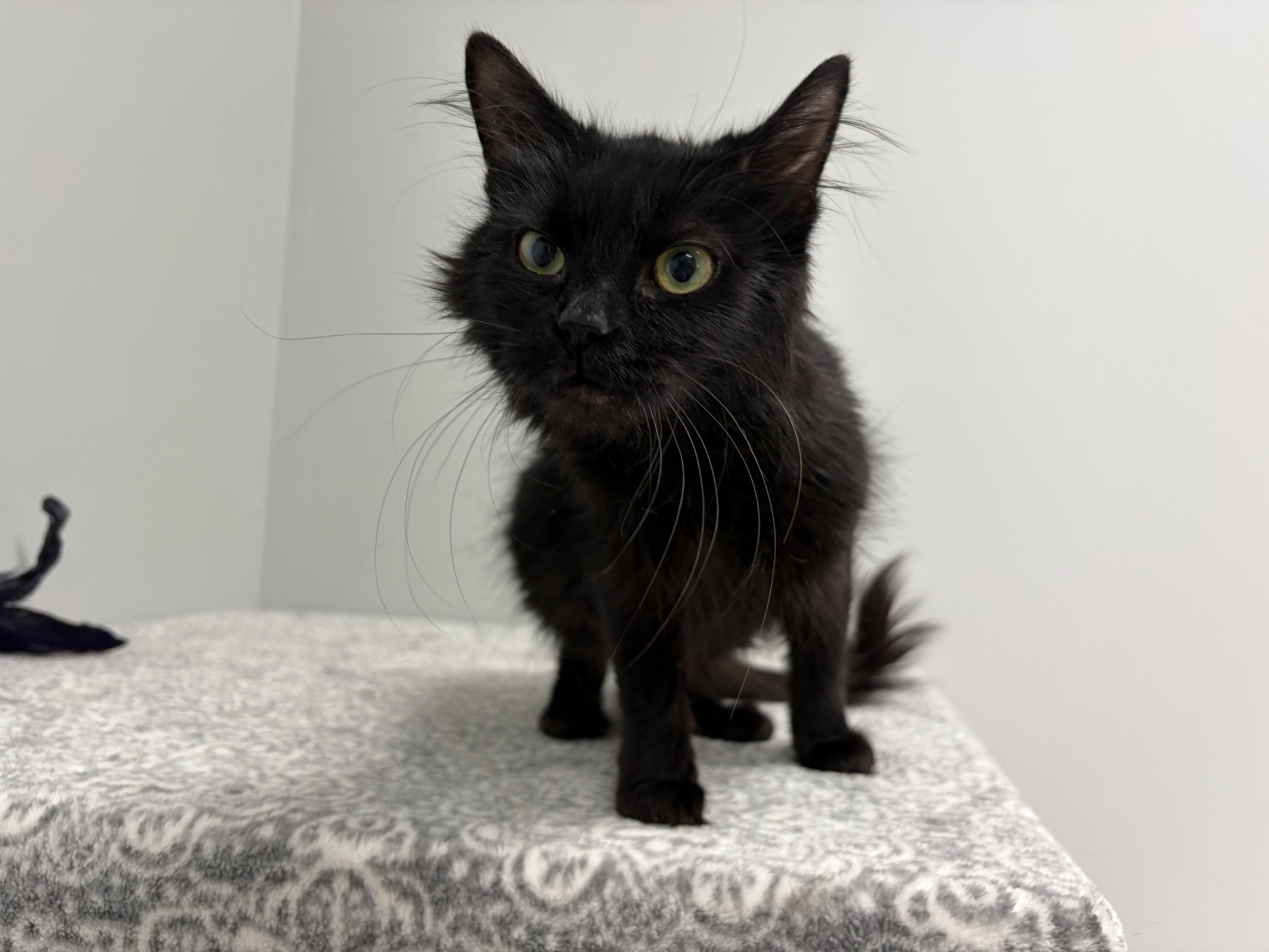 An adult small-sized female Black Domestic Medium Hair cat named Imelda for adoption in Frankfort, IN
