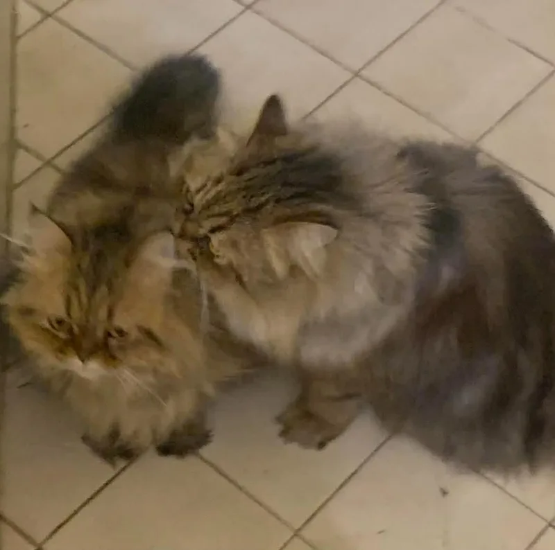 Mama Greta & Son thumbnail 5